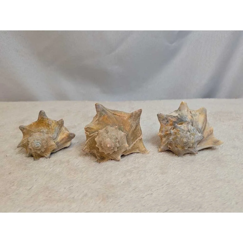 Lot of 3 Spiky Conch Sea Shells‎ Natural Beach Nautical Decor Collection